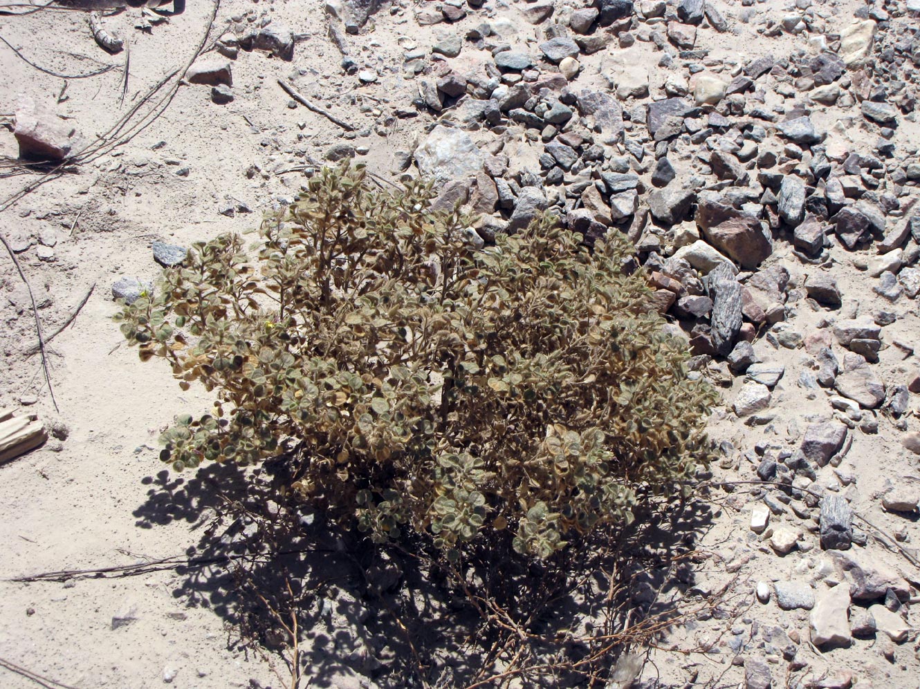 Изображение особи Cleome droserifolia.