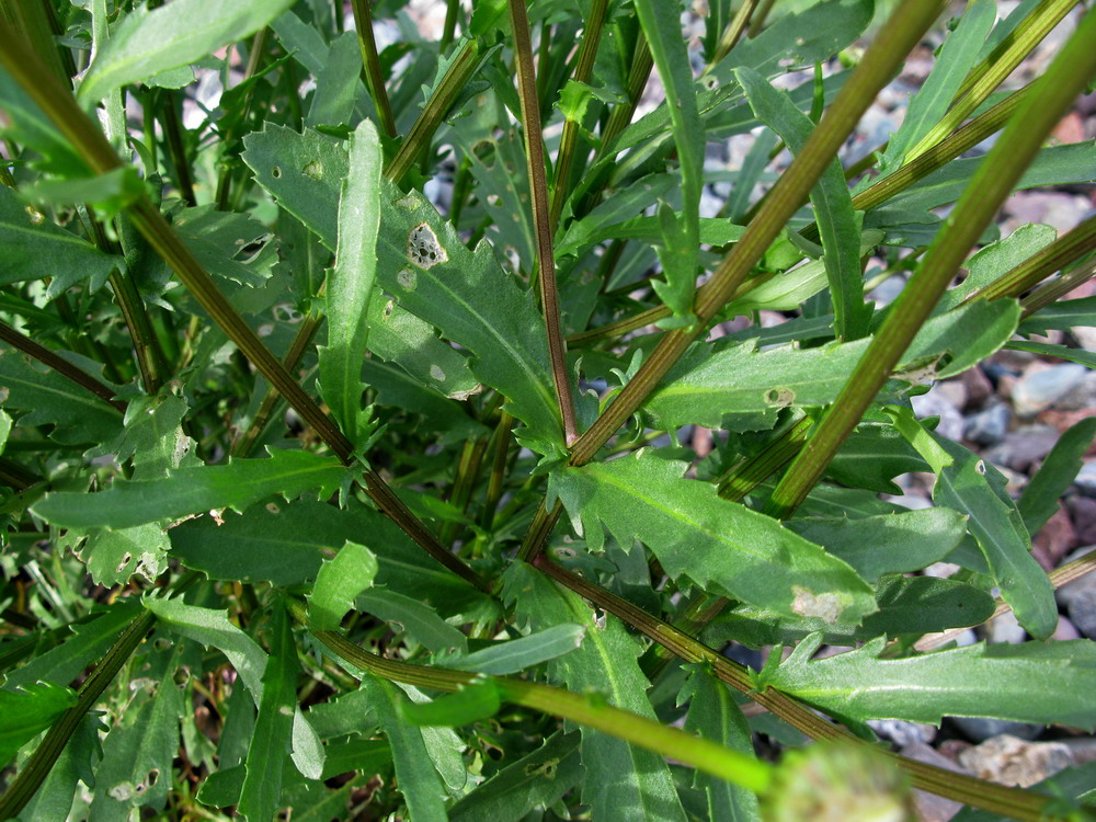 Image of Leucanthemum vulgare specimen.