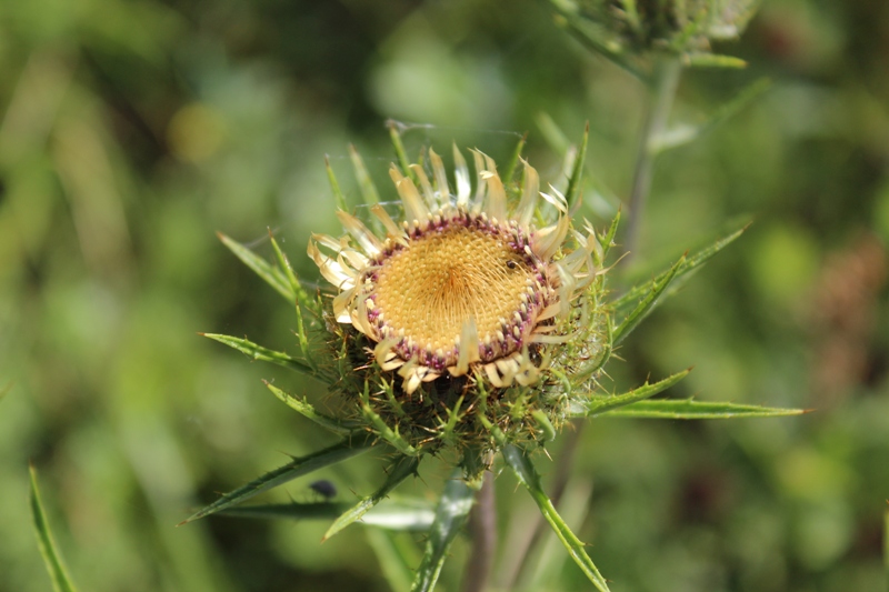 Image of Carlina biebersteinii specimen.