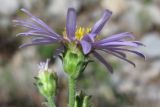 Aster ibericus. Соцветие. Крым, Ялтинская яйла. 26 июля 2012 г.