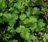 Hepatica transsilvanica. Листья. Москва, ГБС РАН. 27.07.2012.