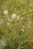Lactuca tatarica