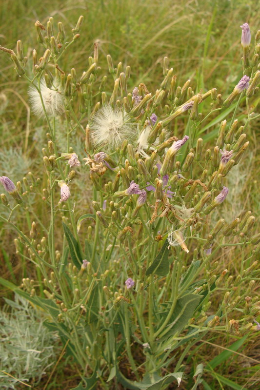 Изображение особи Lactuca tatarica.