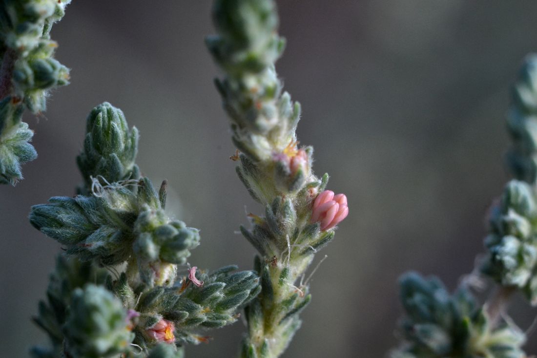 Image of Camphorosma monspeliaca specimen.
