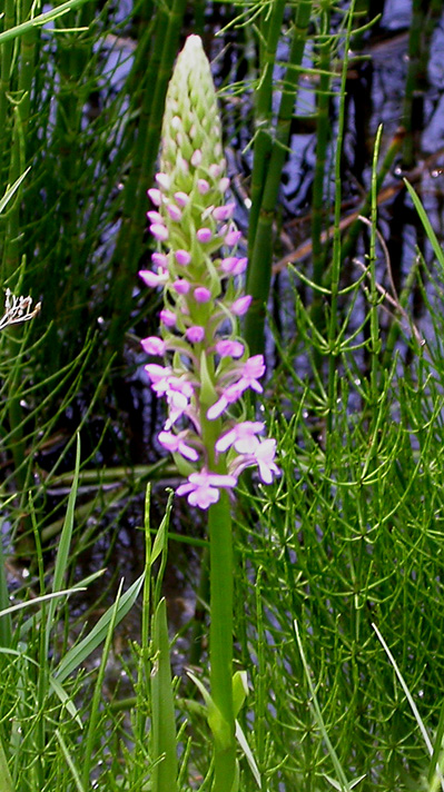 Изображение особи Gymnadenia conopsea.