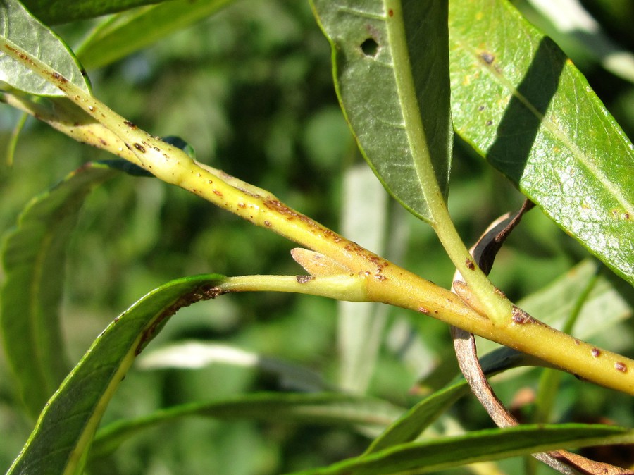 Image of Salix viminalis specimen.