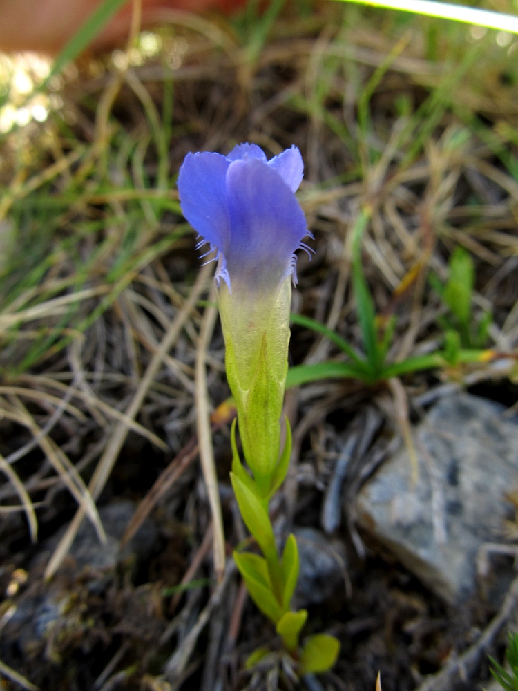 Изображение особи Gentianopsis ciliata.