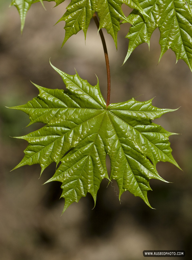 Image of Acer platanoides specimen.