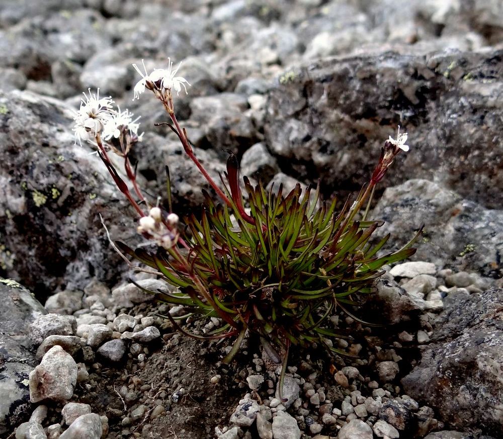 Image of Gypsophila fastigiata specimen.