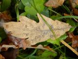 Quercus robur. Покрытый каплями росы опавший лист в осенней окраске (вид на нижнюю поверхность). Подмосковье, окр. г. Одинцово, дубовая роща. Октябрь 2012 г.