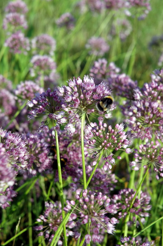 Image of Allium senescens ssp. glaucum specimen.