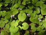 Viola epipsiloides. Цветущие растения. Хабаровский край, Ванинский р-н, верховье р. Агандяк. 07.06.2012.