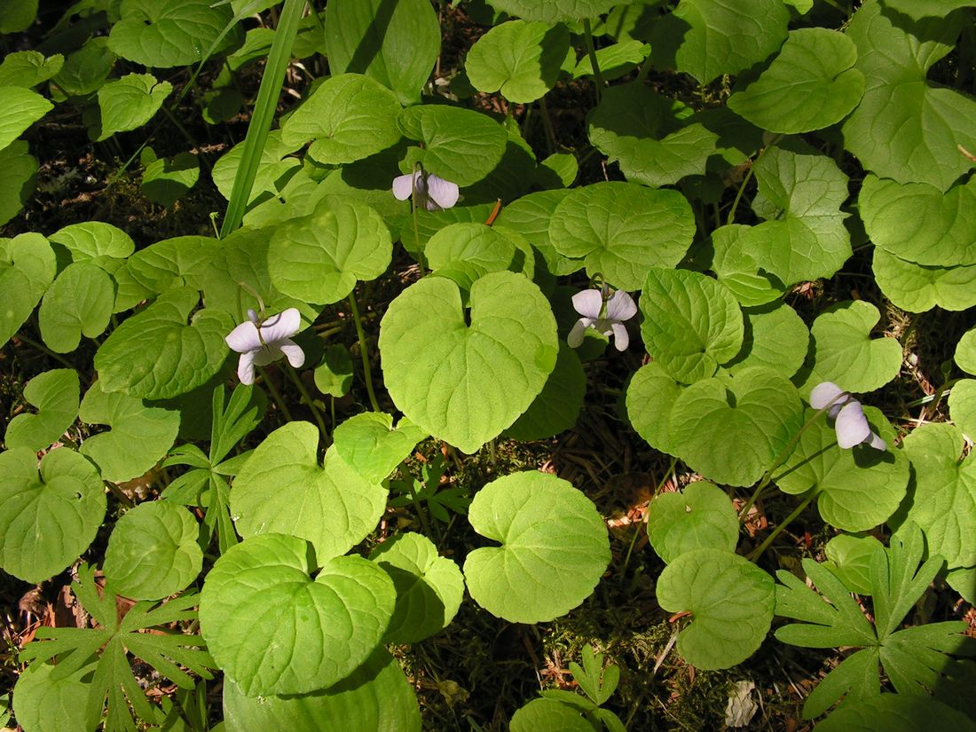 Изображение особи Viola epipsiloides.