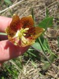 Fritillaria meleagris. Цветок. Курская обл., ЦЧЗ участок \"Стрелецкая степь\". 03.05.2010.