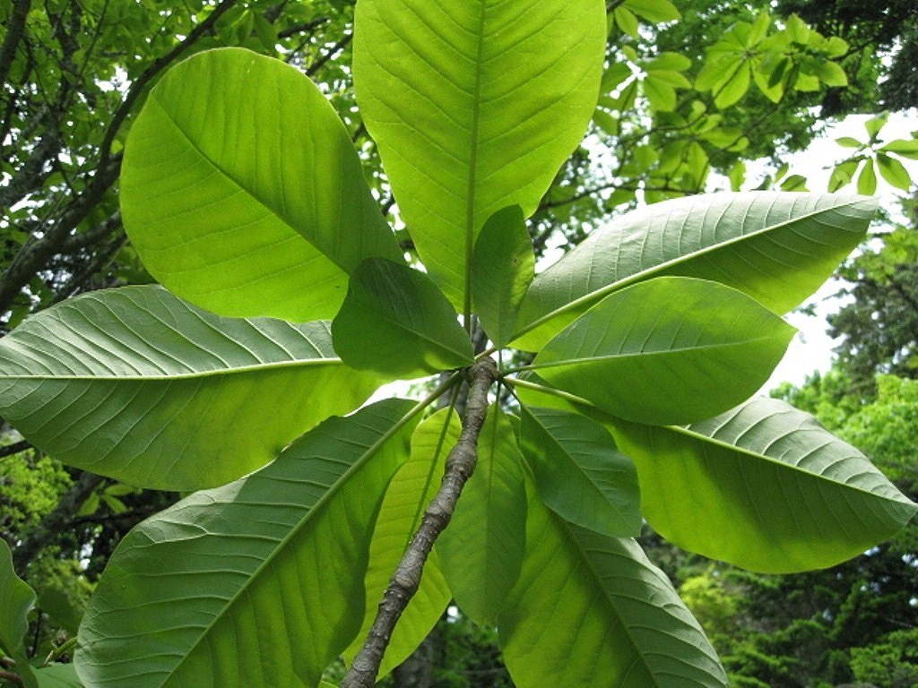 Image of Magnolia hypoleuca specimen.