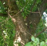 Styrax japonicus