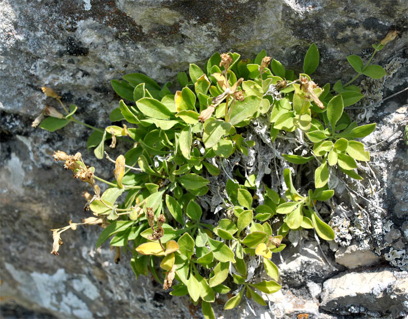 Изображение особи Silene pygmaea.