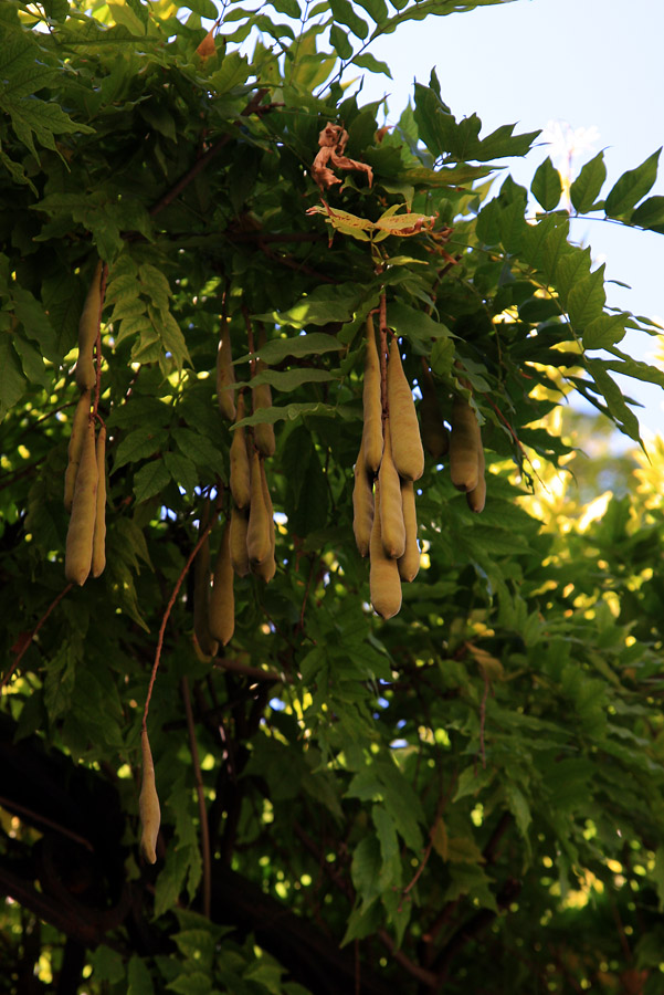 Изображение особи Wisteria sinensis.