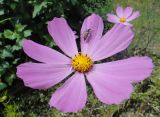 Cosmos bipinnatus