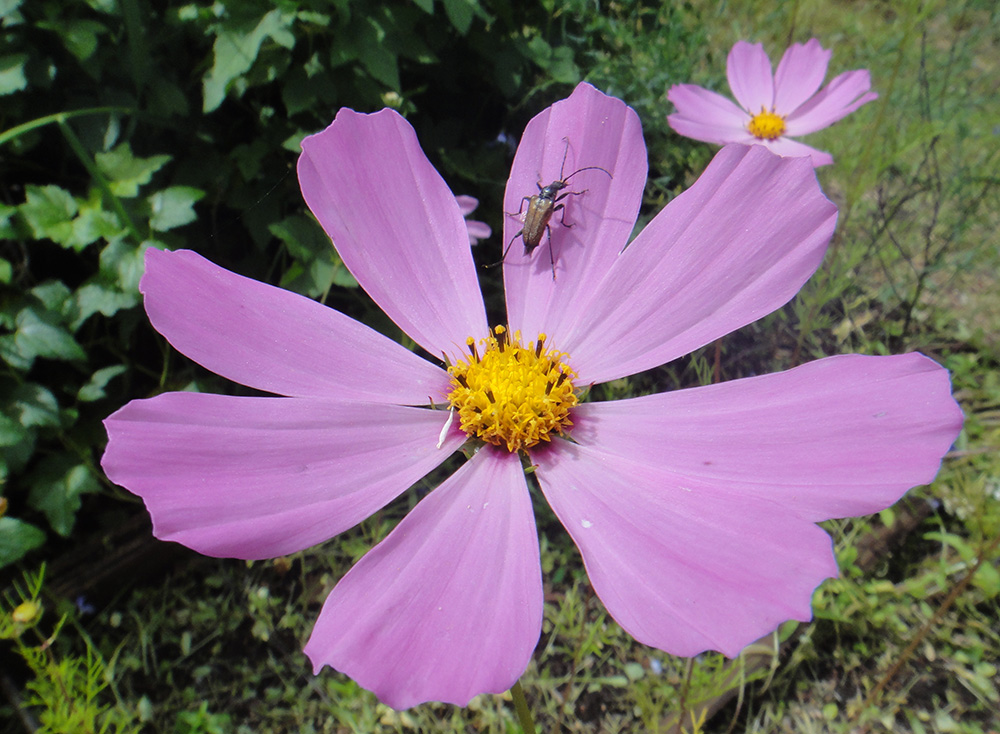 Image of Cosmos bipinnatus specimen.
