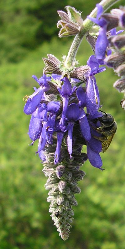 Изображение особи Salvia nutans.