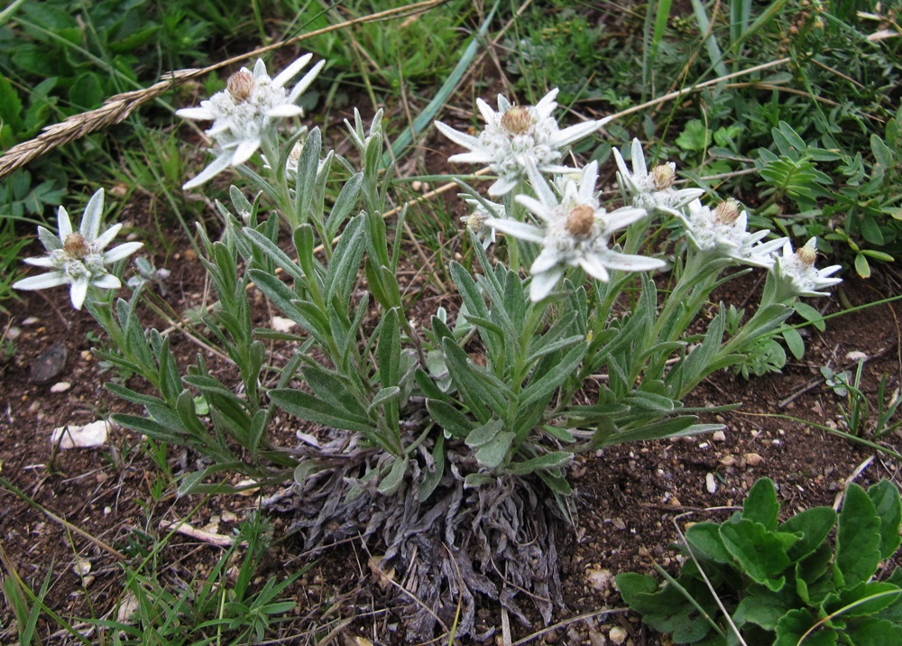 Image of Leontopodium conglobatum specimen.