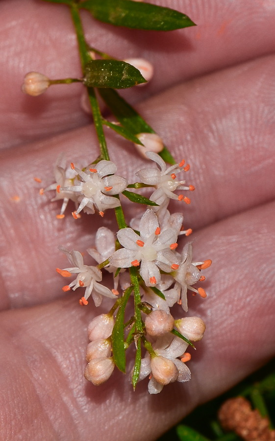 Image of Asparagus densiflorus specimen.