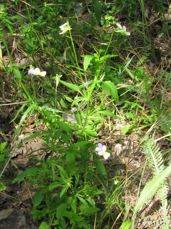 Image of Viola &times; contempta specimen.