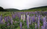 Lupinus &times; regalis