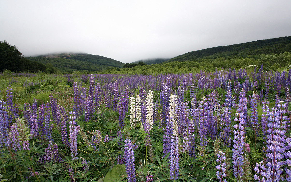 Image of Lupinus × regalis specimen.
