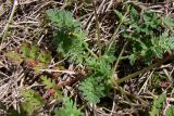 Erodium cicutarium. Розетка листьев. Польша, Великопольское воеводство, Конинский повят, Гмина Жгув, сельский округ Осеча-Друга. 22.07.2012.