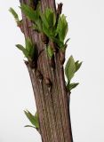 Spiraea japonica. Средняя часть фасциированной веточки с покоящимися почками и молодыми побегами. Германия, г. Кемпен, у прогулочной дорожки. 28.02.2013.