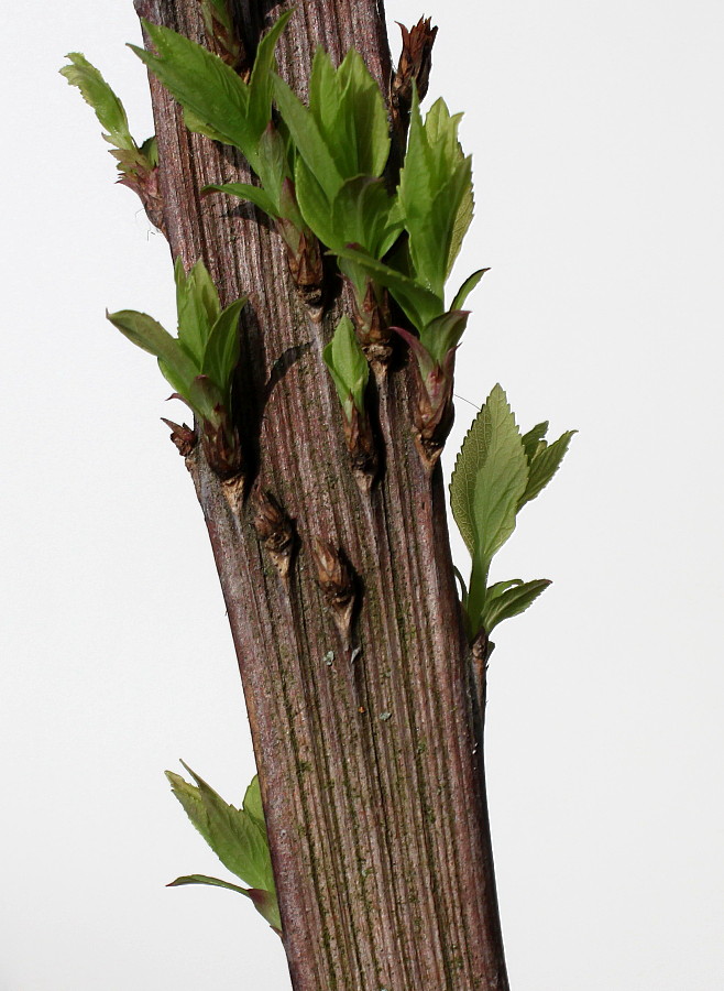 Image of Spiraea japonica specimen.