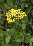 Senecio angulatus. Соцветие с кормящейся мухой. Испания, автономное сообщество Андалусия, г. Малага, крепость Хибральфаро, на подпорной стенке. 17.02.2013.