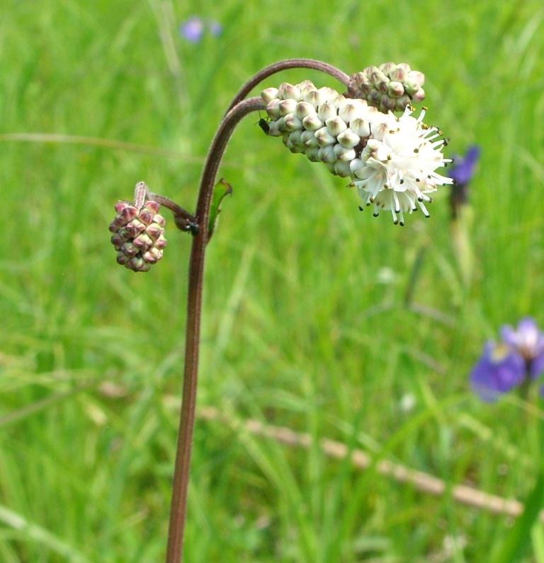 Image of Sanguisorba parviflora specimen.