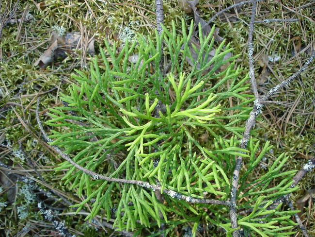 Image of Diphasiastrum &times; zeilleri specimen.