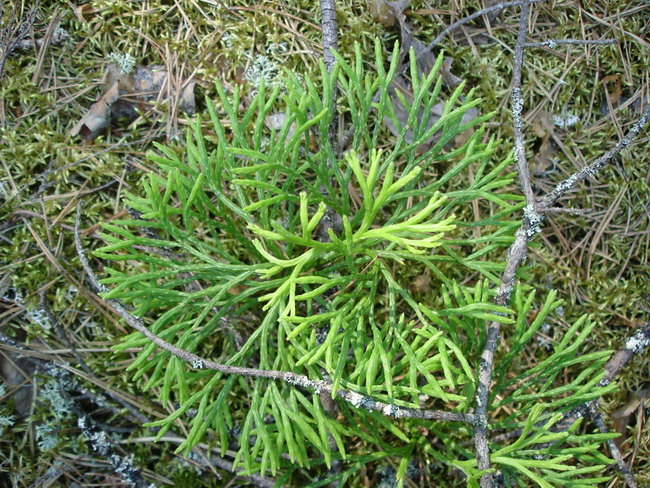 Image of Diphasiastrum &times; zeilleri specimen.