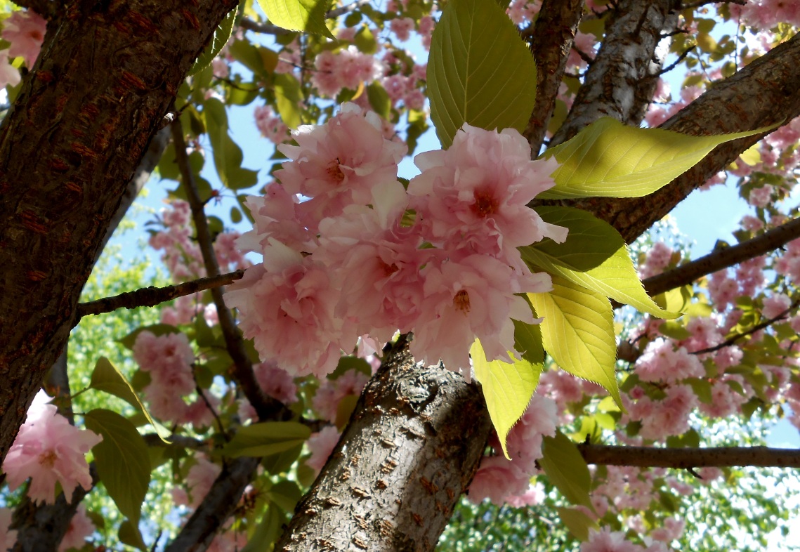 Изображение особи Prunus serrulata.