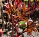 Paeonia lactiflora