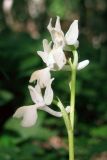 Orchis provincialis. Соцветие. Крым, Бахчисарайский р-н, окр. с. Соколиное. 5 мая 2013 г.