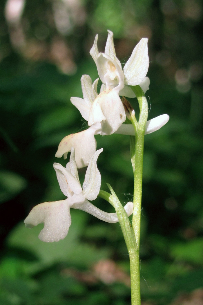 Image of Orchis provincialis specimen.