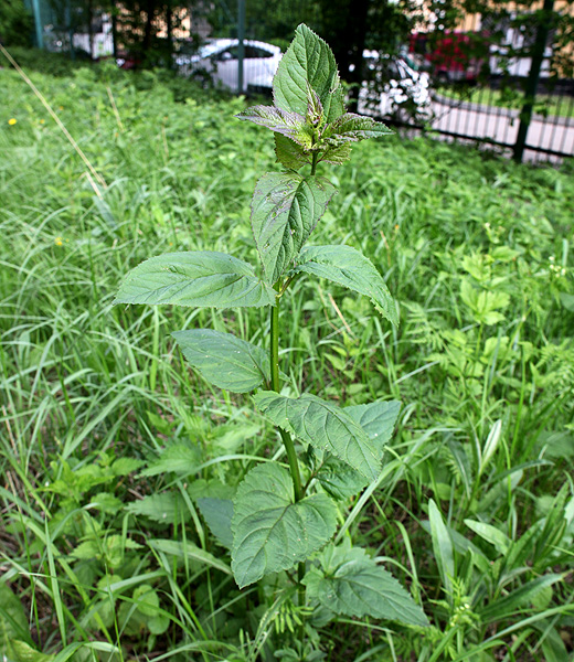 Изображение особи Scrophularia nodosa.