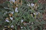 Astragalus rupifragus. Цветущее растение в петрофитной степи. Крым, Севастополь, Караньское плато. 16.04.2013.