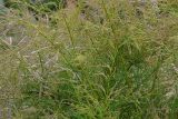 Tamarix ramosissima. Часть ветви с соцветиями. Крым, Севастополь, окр. пос. Любимовка, вблизи пляжа. 28 мая 2013 г.