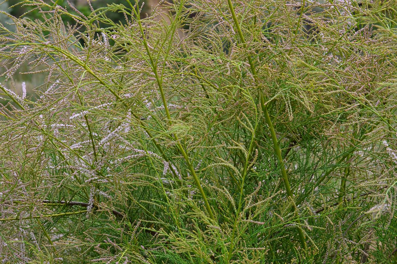 Image of Tamarix ramosissima specimen.