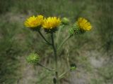 Inula aucheriana