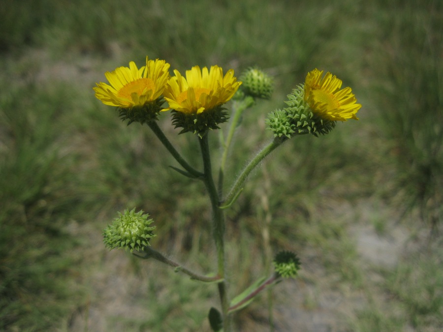 Image of Inula aucheriana specimen.