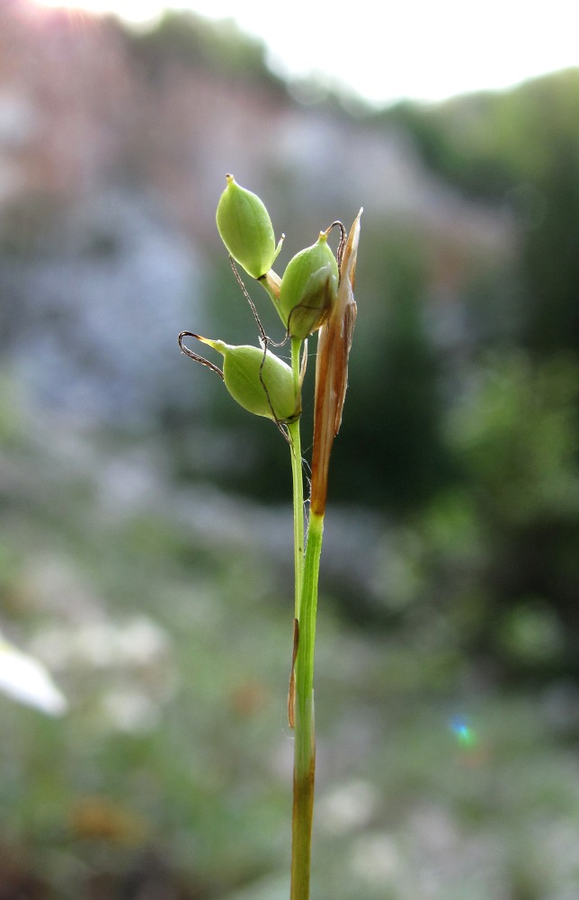 Изображение особи Carex alba.