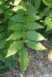 Wisteria sinensis. Лист. Крым, пос. Отрадное, на развалинах. 20.05.2013.