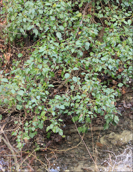 Image of Hedera helix specimen.